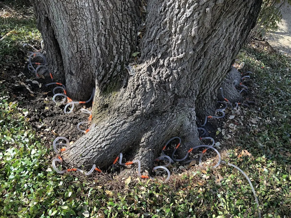 Detailed Tree Cabling and Bracing job site in Cayce